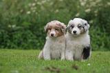BERGER AUSTRALIEN PUPPIES 829